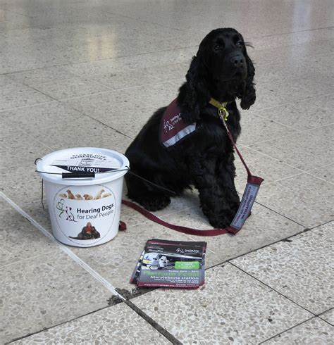 Hearing dogs | Hearing dogs for deaf people fundraising even… | Flickr