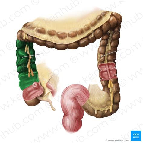 Colon: Anatomy, histology, composition, function | Kenhub