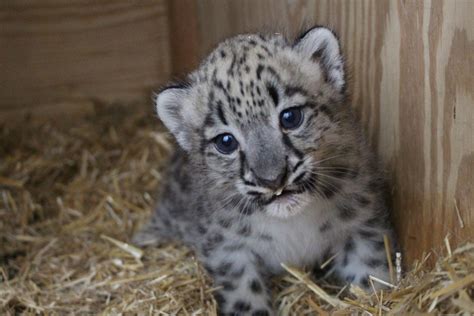 It’s a girl! Endangered snow leopard born at Omaha zoo | Henry Doorly Zoo | omaha.com