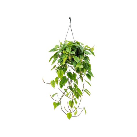 Heartleaf-Philodendron – Ghouse-plants