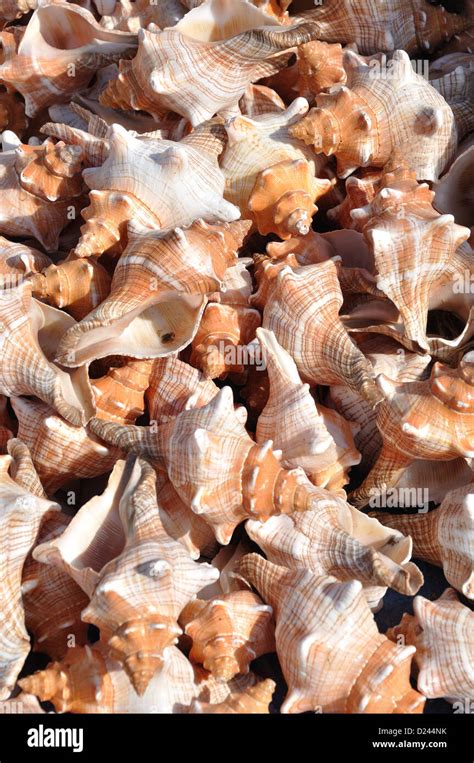 Horse conch hi-res stock photography and images - Alamy