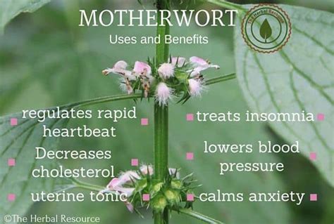 Motherwort Benefits, Uses and Side Effects