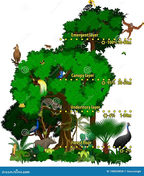 Rainforest Indonesian Jungle Layers Vector Illustration. Stock Vector - Illustration of animal ...