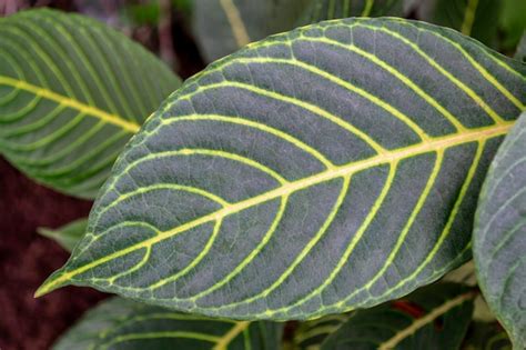 Premium Photo | Sanchezia speciosa leonard. variegated green leaves with yellow veins on them,