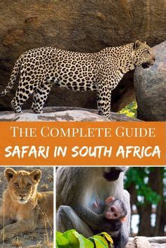 190 Best South Africa Safari ideas | south africa safari, africa safari, safari park