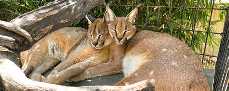 Caracal - Safari West