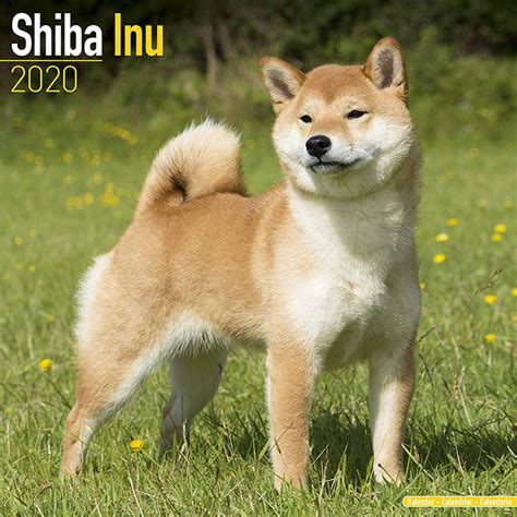 88+ Shiba Inu Poodle Mix - l2sanpiero