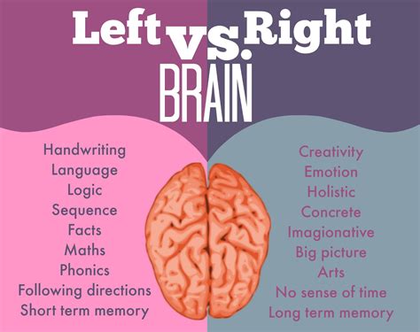 The DIfferences Between the Left and the Right Hemispheres of the Brain