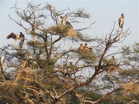 Explore Indialand: Visiting Keoladeo National Park: UNESCO World ...