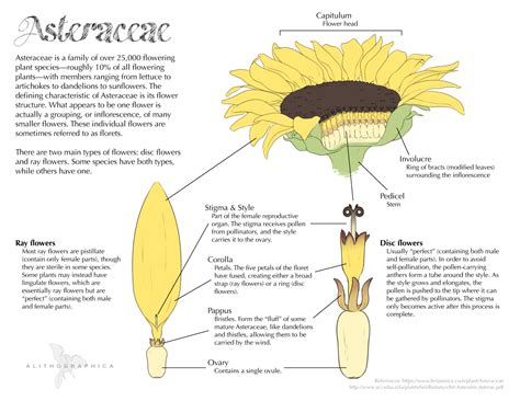 Someone recently asked me why flower anatomy... | science, art, and ...