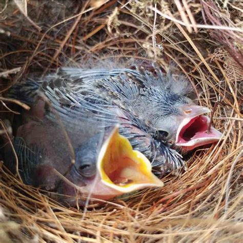 Eastern Bluebird Nesting Habits: The Complete Guide | On The Feeder