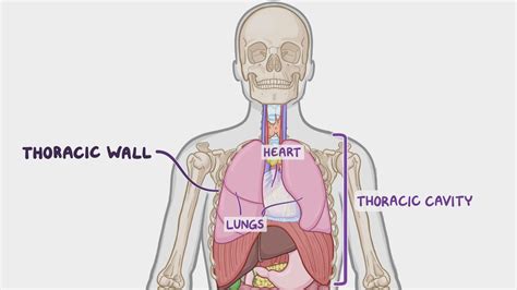 Muscles of the thoracic wall: Video & Anatomy | Osmosis