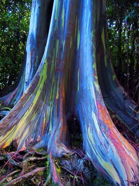 Rainbow Eucalyptus Tree Forest