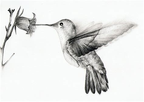 Hummingbird by chatroux | Hummingbird tattoo, Hummingbird drawing ...