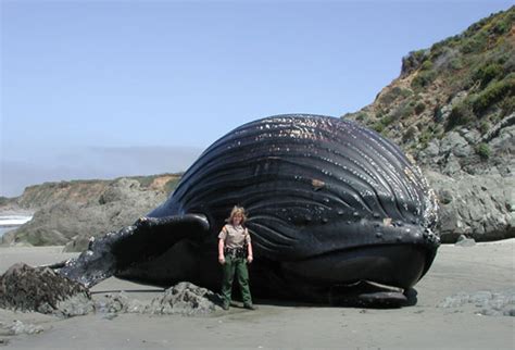 Humpback Whale Watching in Big Sur California