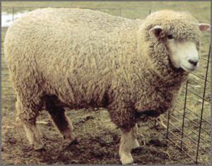 Corriedale Sheep | Canadian Co-operative Wool Growers Limited