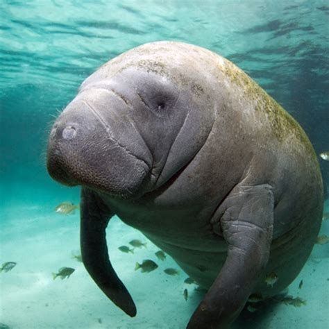 Mammals That Live In Water