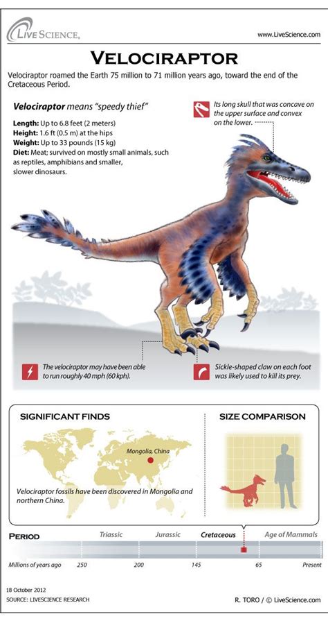 Velociraptor: Facts About the 'Speedy Thief' | Dinosaur facts, Dinosaur, Prehistoric animals