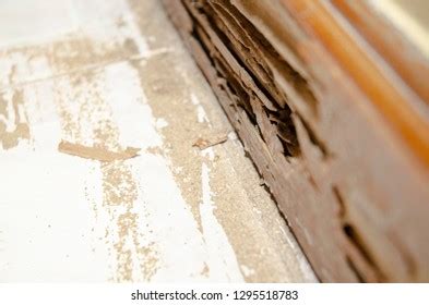 Wood Termite Bitesyellow Room Decaying Wood Stock Photo 1295518783 ...