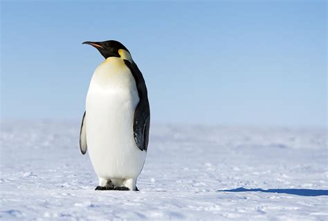 What Adaptations Do Penguins Have? - Penguins Blog