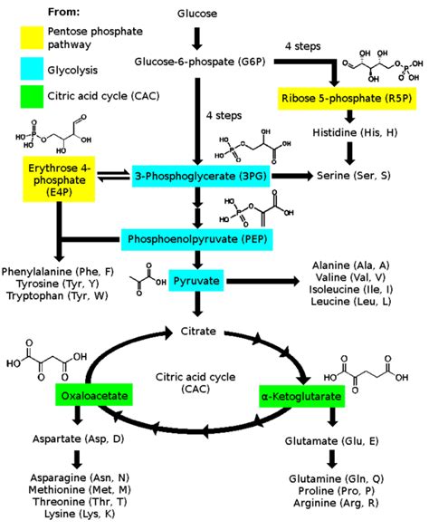 Pin on Kortisol binyrer