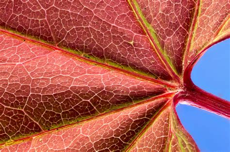 Vine Maple Leaf Close Up Photograph by Jean Noren