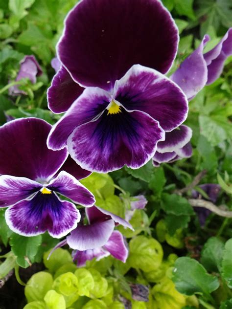 Fall Blooming Pansies, Practical Gardening | Pansies, Flower drawing ...