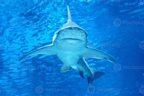 Shark Swimming Underwater 23128852 Stock Photo at Vecteezy