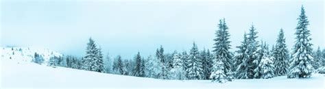 Premium Photo | Spruce tree forest covered by snow in winter landscape