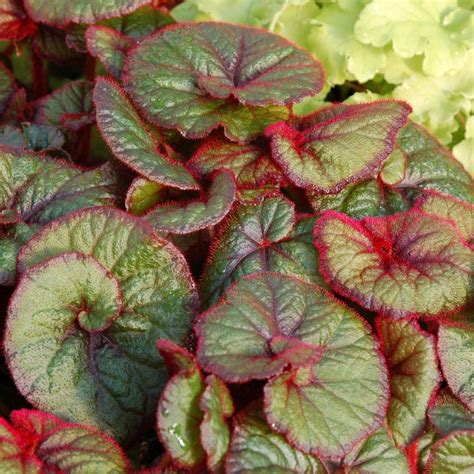 Begonia ‘Curly Fireflush’ | TERRA NOVA® Nurseries, Inc.