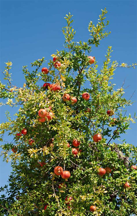 How to care for pomegranate trees 🌳 ️ Nurturing your way to juicy harvests