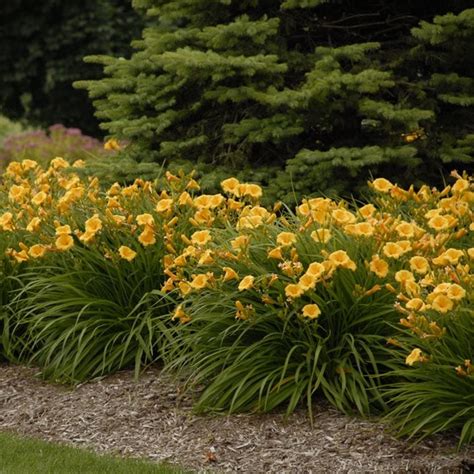 Growing Daylilies - Hemerocallis Planting and Care | Garden Design