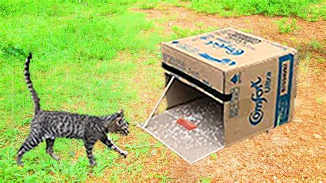 simple cat trap//cat trap using cardboard box - YouTube