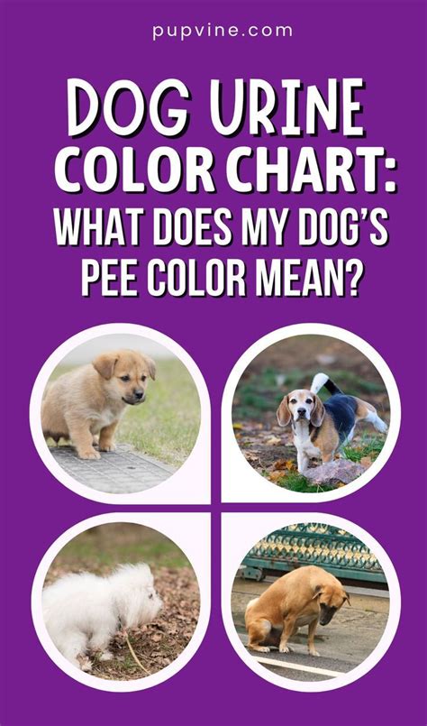 What Does My Dog’s Pee Color Mean? Pee Color, Dog Urine, Dog Lovers, Puppy Lover, Dog Pee, Dog ...