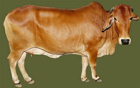 Dairy Farming: INDIAN BREEDS OF CATTLE