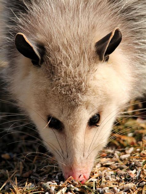 North American Opossum In Winter Photograph by J McCombie