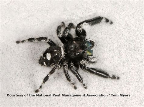 Jumping Spiders Pest Profile: Pictures & Information