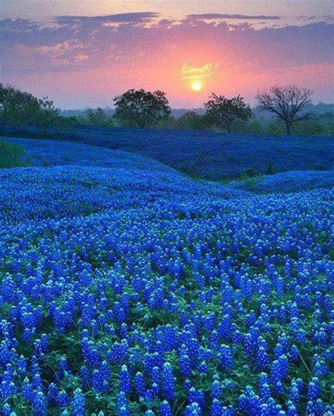 Bluebonnet fields in Texas,USA : r/oddlysatisfying