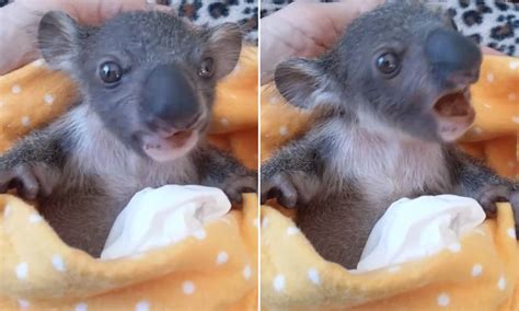 What Do Baby Koalas Eat