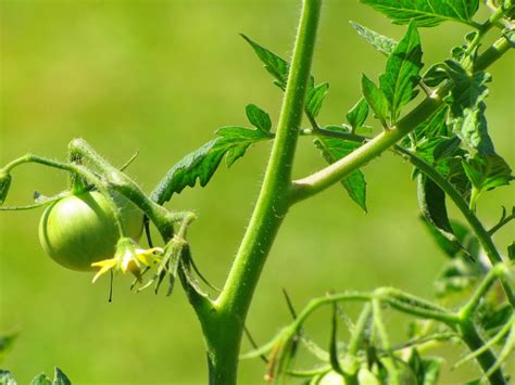 Fotos gratis : rama, vástago, hoja, flor, ambiente, comida, verde, hierba, Produce, vegetal ...