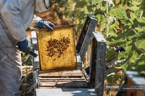 Beekeeper collecting honey from honeycomb in hive — protective wear ...