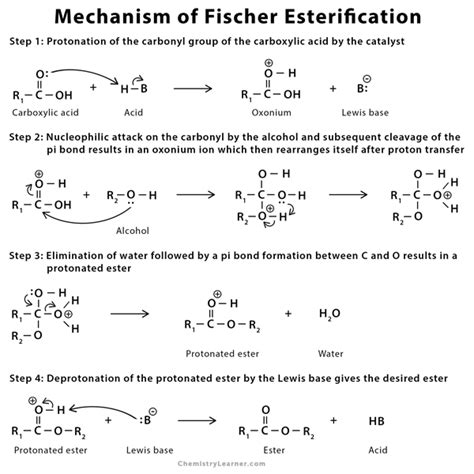 Fischer Esterification: Definition, Examples, and Mechanism