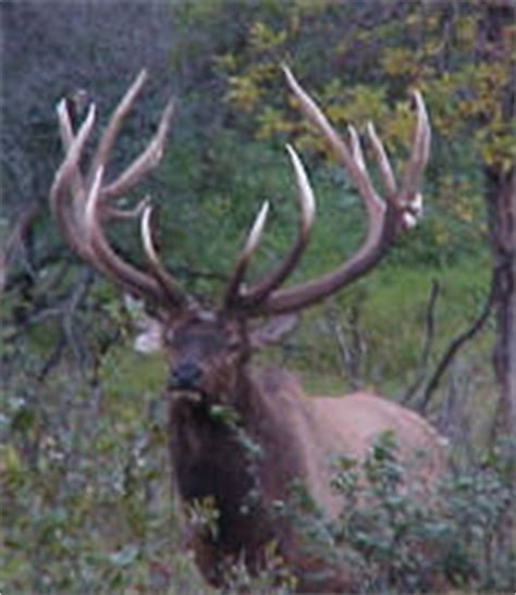 Colorado Elk Hunting on Archery-Hunting-Fishing.com