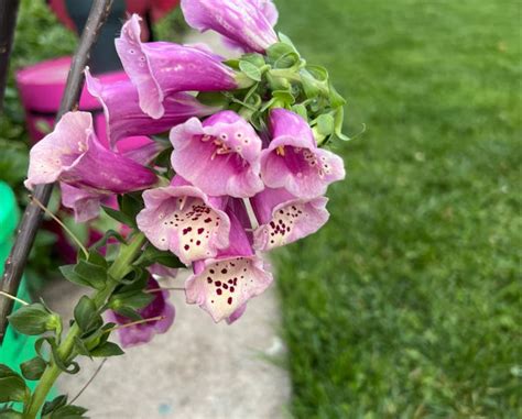 Symbolism and Benefits of the Common Foxglove