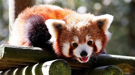 Puy-de-Dôme : le panda roux du parc animalier d’Auvergne a été retrouvé