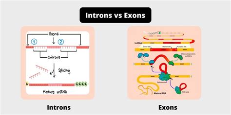 Introns vs Exons - Difference, Definition, Functions, Structure - Biology Notes Online