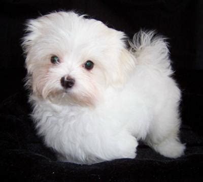 Teacup Maltese