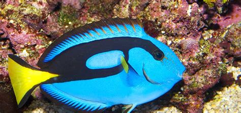 Blue Tang Care | Tropical Fish Hobbyist Magazine