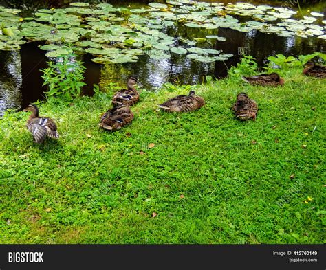 Ducks On Pond Park. Image & Photo (Free Trial) | Bigstock