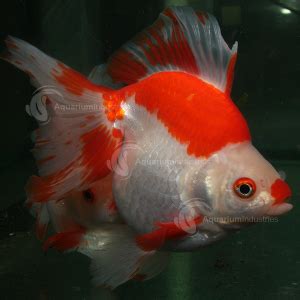 Ryukin | Goldfish | Aquarium Industries